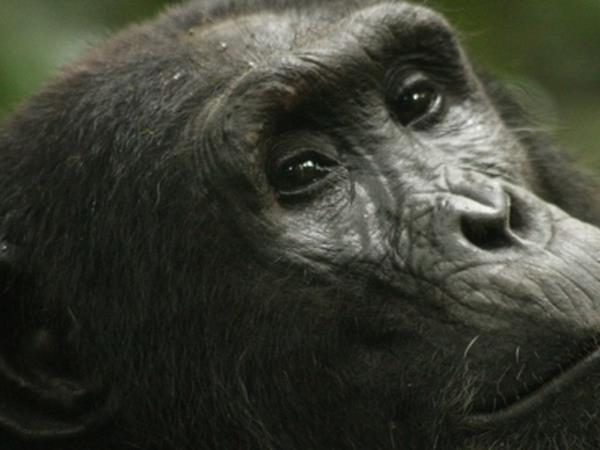 Primate tour in Rwanda and Uganda