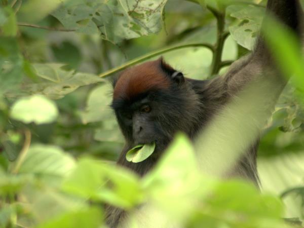 Primate tour in Rwanda and Uganda