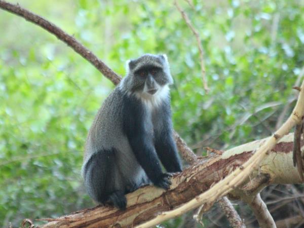 Primate tour in Rwanda and Uganda