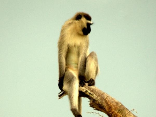 Primate tour in Rwanda and Uganda