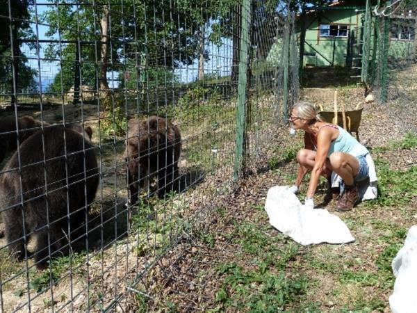 Volunteering with bears in Romania