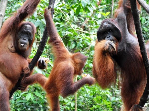 Wildlife conservation in Borneo