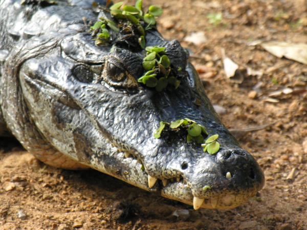 Brazil wildlife holiday, tailor made