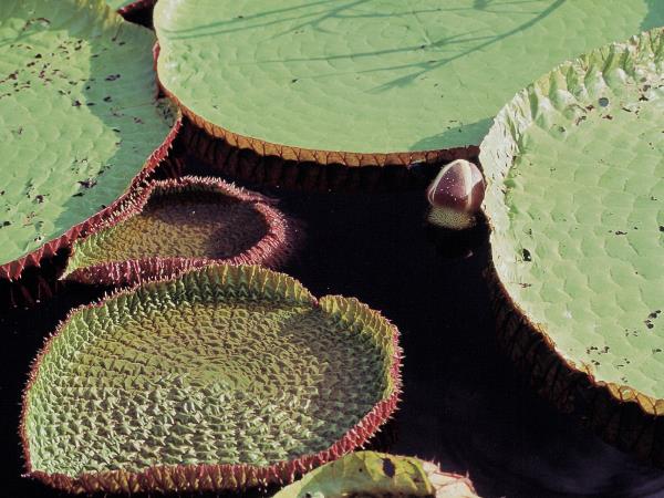 Brazil wildlife holiday, tailor made