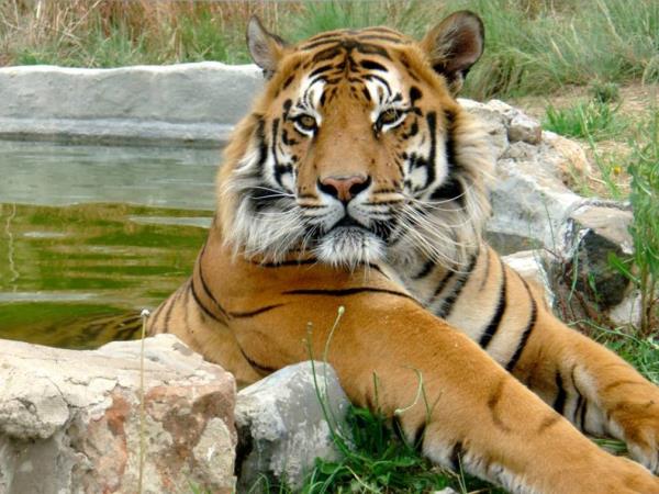 Volunteer at a lion sanctuary in South Africa