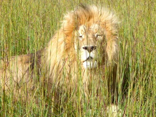 Volunteer at a lion sanctuary in South Africa