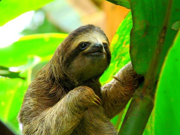 Costa Rica coastal tour, Caribbean Explorer