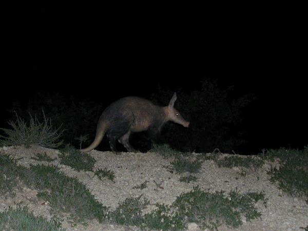 Kalahari mammal watching holiday, South Africa