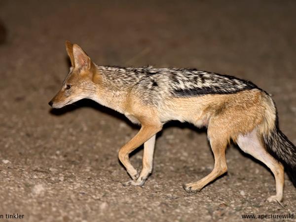 Kalahari mammal watching holiday, South Africa