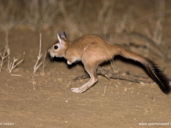Kalahari mammal watching holiday, South Africa