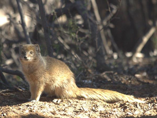 Kalahari mammal watching holiday, South Africa