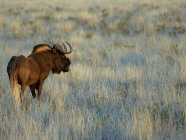 Kalahari mammal watching holiday, South Africa