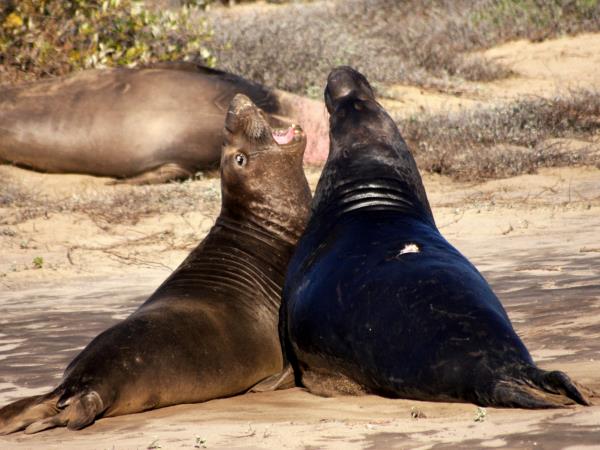 Whale watching tour in Argentina