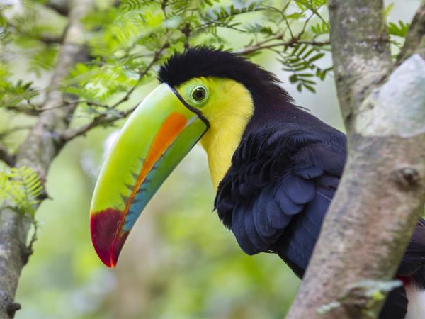 Costa Rica wildlife tour | Responsible Travel