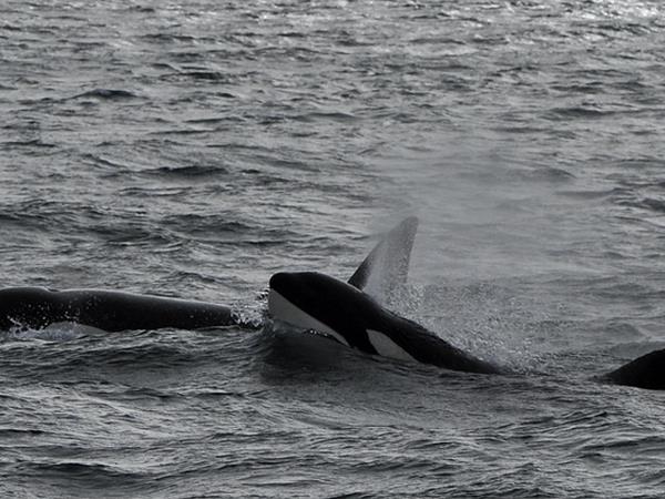 Whale watching tour in Argentina