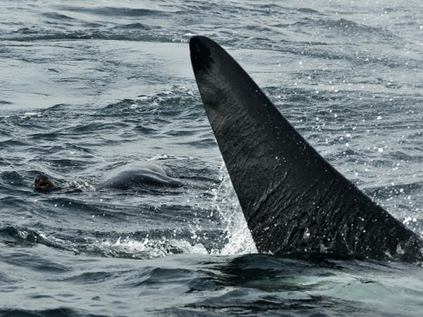 Whale watching tour in Argentina