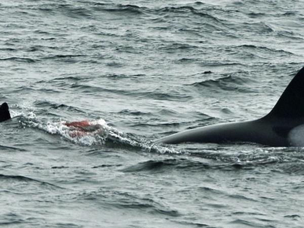 Whale watching tour in Argentina
