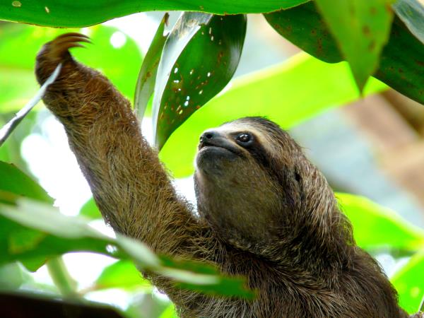 Costa Rica wildlife tour