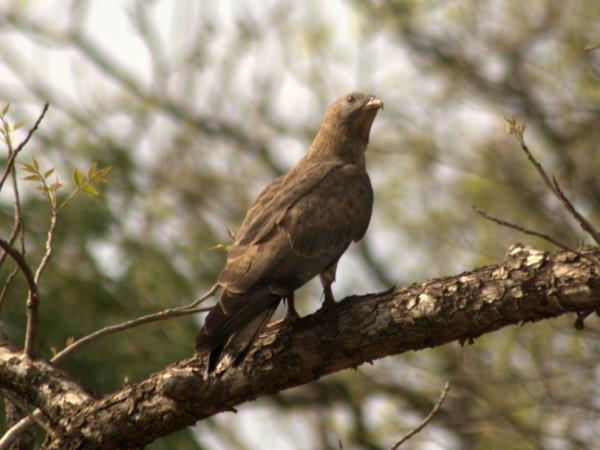 Nepal tiger safari holiday