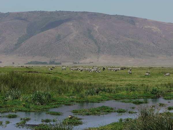 Big game safari in Tanzania