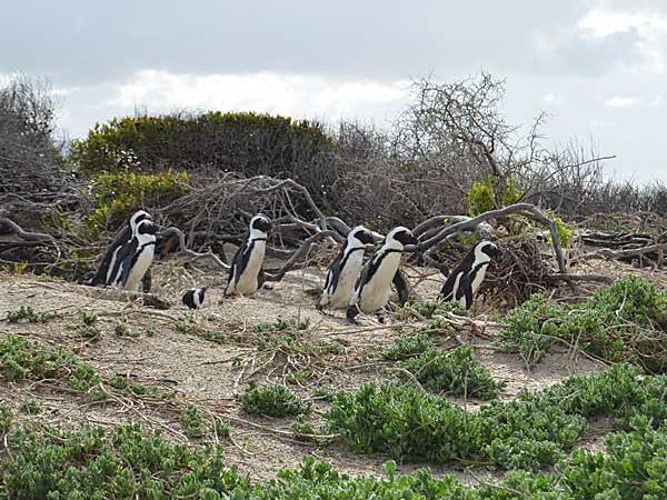 Cape Town & winelands holiday, South Africa tailormade