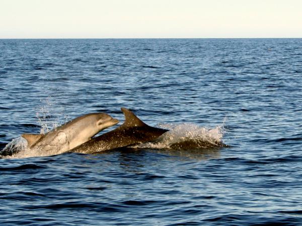 Whale and wildlife holiday in Scotland