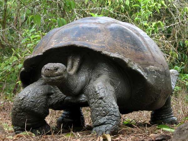 Costa Rica and Galapagos wildlife holiday