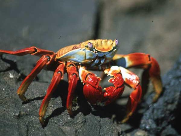 Costa Rica and Galapagos wildlife holiday