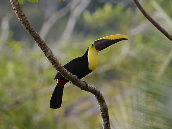 Costa Rica wildlife holidays