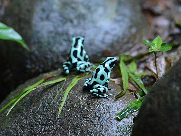 Costa Rica wildlife holidays