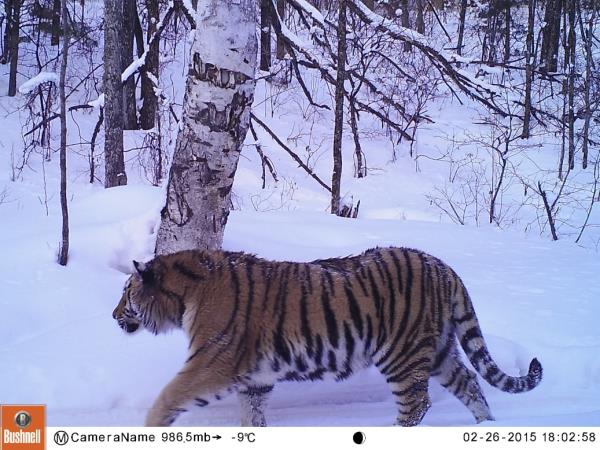 Siberian Tiger & Amur Leopard tours in Russia