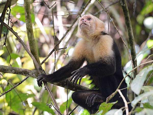 Costa Rica wildlife holidays