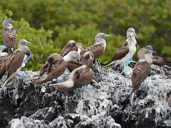 Ecuador holiday, Quito & the Galapagos
