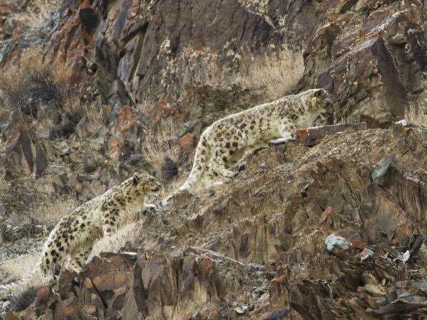 Snow Leopard tracking in the Himalayas