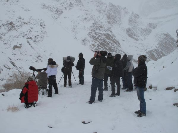 Snow Leopard tracking in the Himalayas