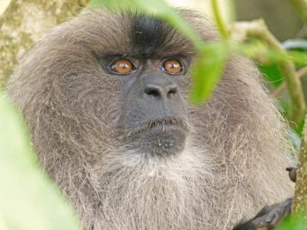 Southern India wildlife holiday, tailor made