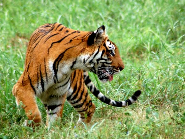 Southern India wildlife holiday, tailor made