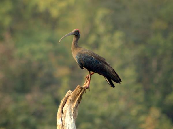 Southern India wildlife holiday, tailor made