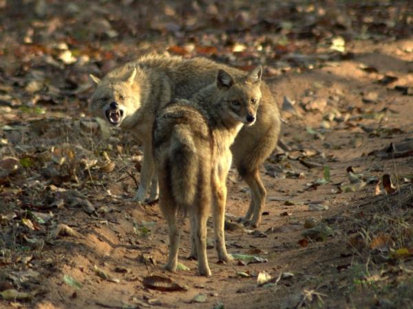 Southern India wildlife holiday, tailor made