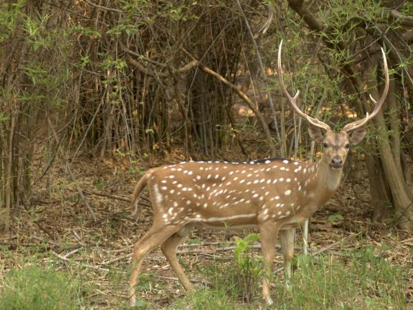 Southern India wildlife holiday, tailor made