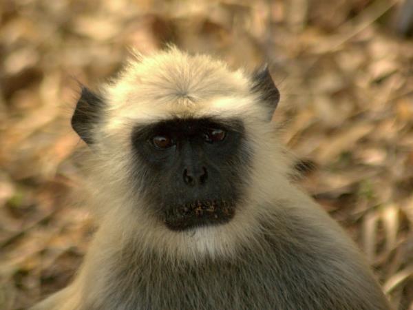 Southern India wildlife holiday, tailor made
