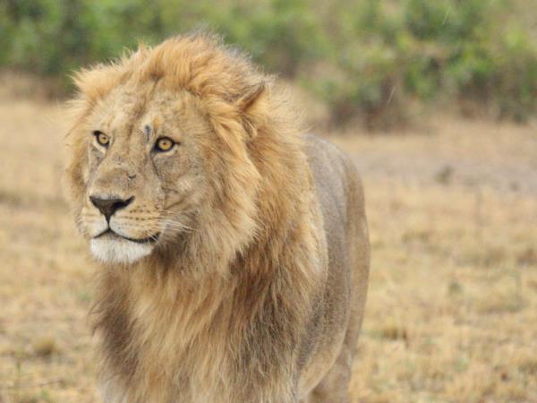 South Rift Valley and South Kenya safari