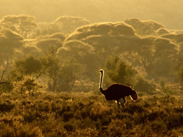 South Rift Valley and South Kenya safari