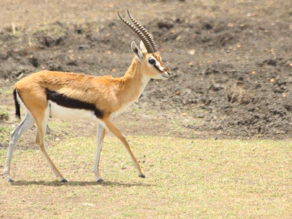 South Rift Valley and South Kenya safari