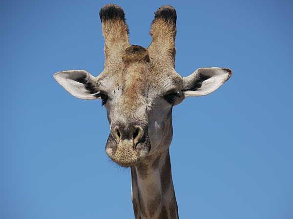 Botswana luxury tailor made holiday