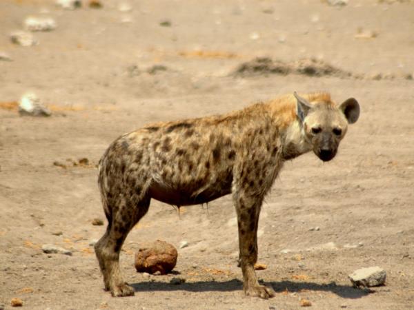 South Rift Valley and South Kenya safari