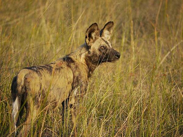 Botswana luxury tailor made holiday