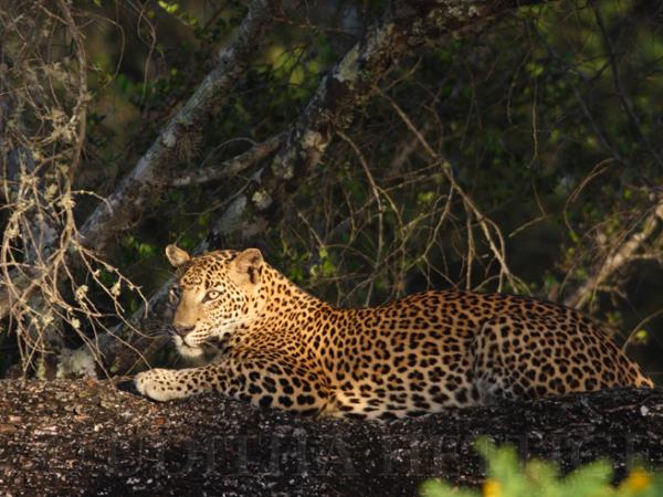 Sri Lanka wildlife tour