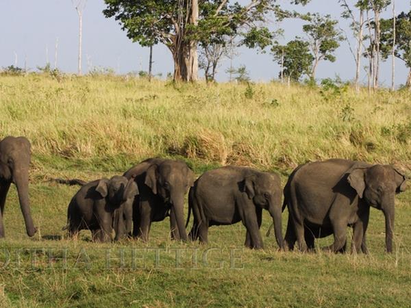 Sri Lanka wildlife tour