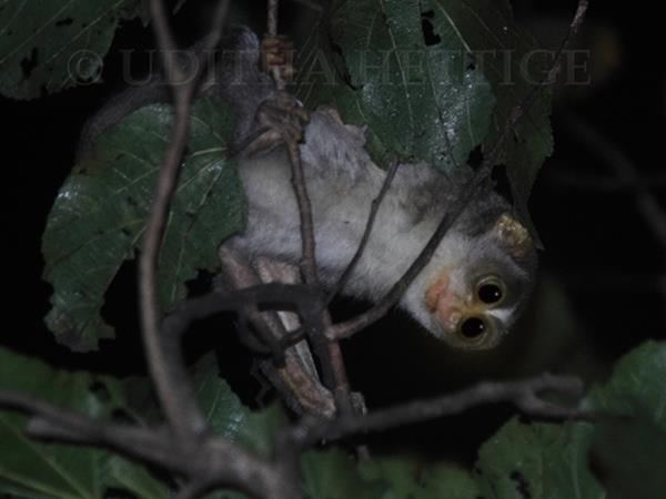 Sri Lanka wildlife tour